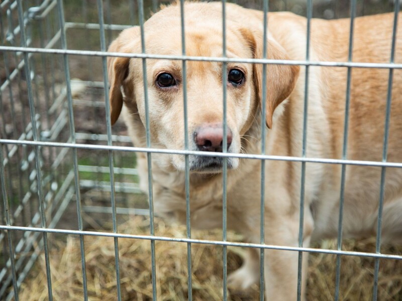 Волонтеры рассказали о собаке Нике, которая осталась одна из-за того, что людям с животными не сдают жилье