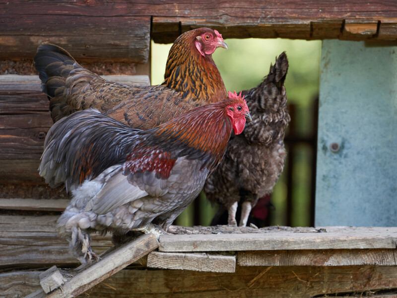 Из-за этих паразитов куры не несут яйца и могут погибнуть. Четыре правила профилактики клещей