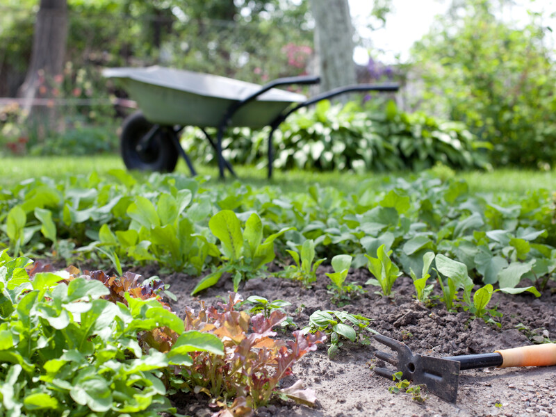 Сорняки расти не будут. Простой лайфхак для огорода, который избавит вас от прополок