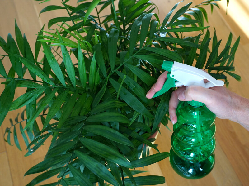 Залейте это обычной водой – и получите эффективную подкормку для комнатных растений