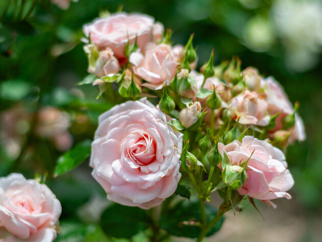 Весенняя обрезка роз. Садоводы показали схему, как делать это правильно