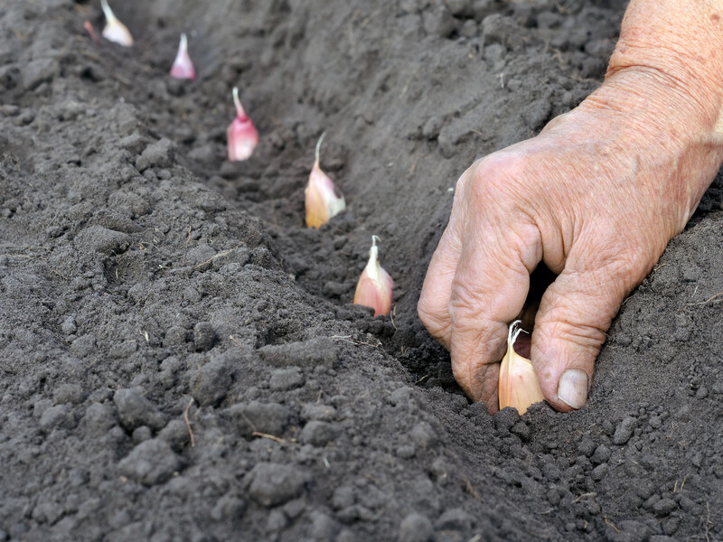 Загорніть зубчики часнику перед саджанням у це, щоб прискорити проростання