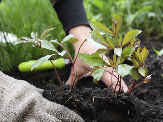 Растворите это в воде – и пионы порадуют пышным цветением. Рецепт эффективной подкормки без химии