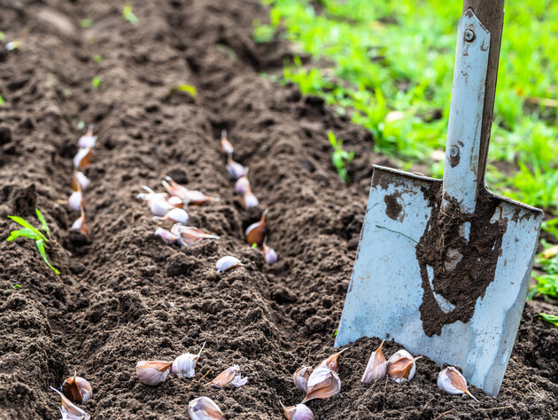 Посадите возле чеснока эту культуру, чтобы увеличить общий урожай 