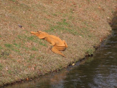 Оранжевый аллигатор поселился в пруду американского города Ханахан. Видео