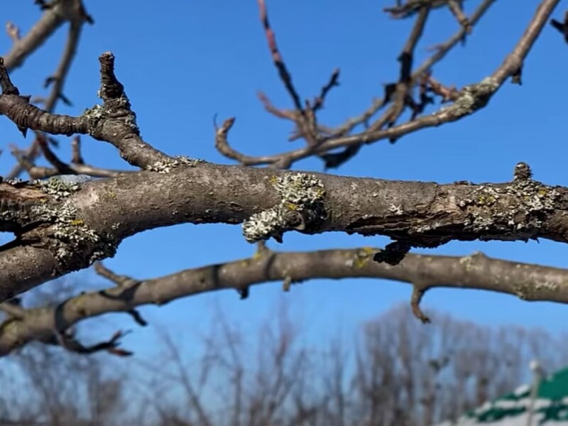 Проведіть це оброблення у плодовому саду – і на корі не залишиться лишайників