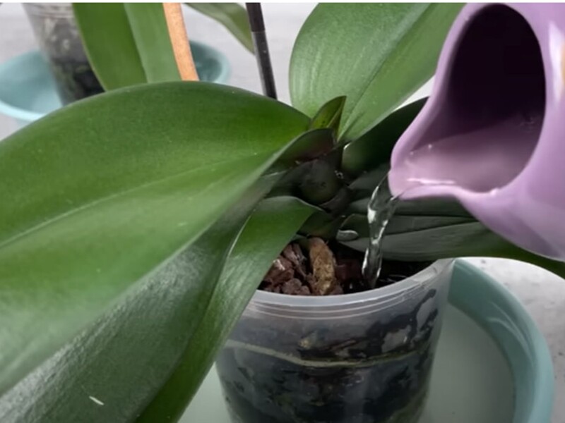 Залийте це водою – і орхідея почне формувати нові квітконоси. Рецепт натурального підживлення