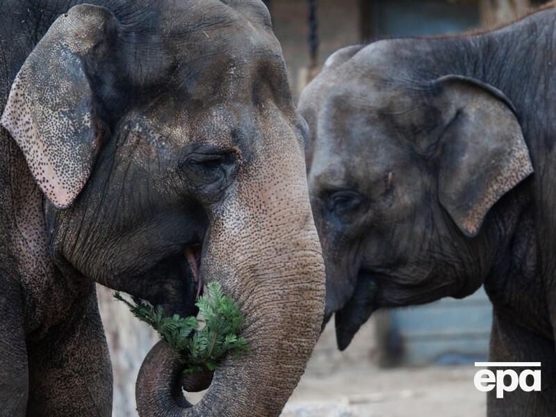 На Шри-Ланке пассажирский поезд насмерть сбил шесть слонов