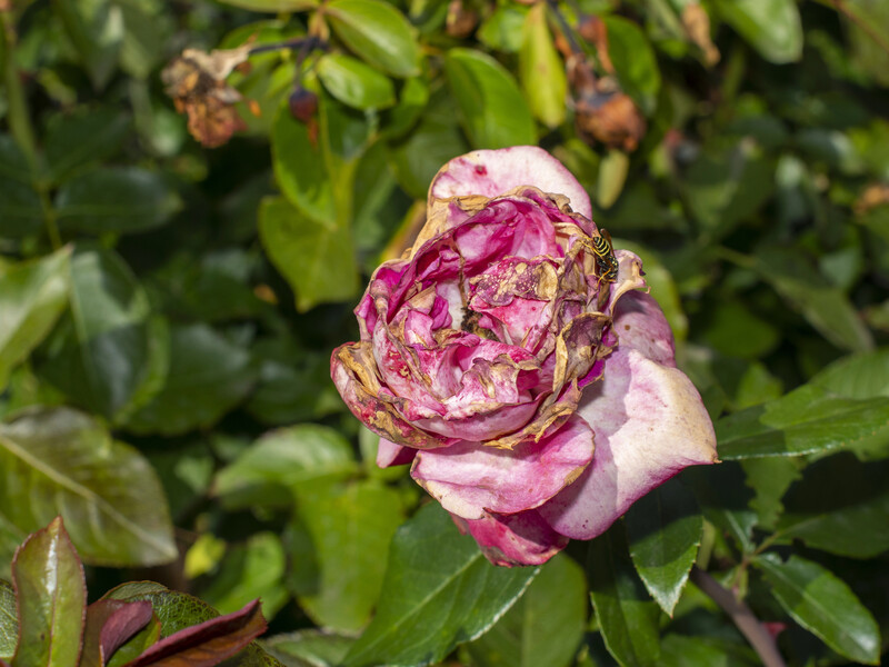 Якщо бутони троянд на кущі починають гнити, обробіть їх таким методом. Шпаргалка із захворювань