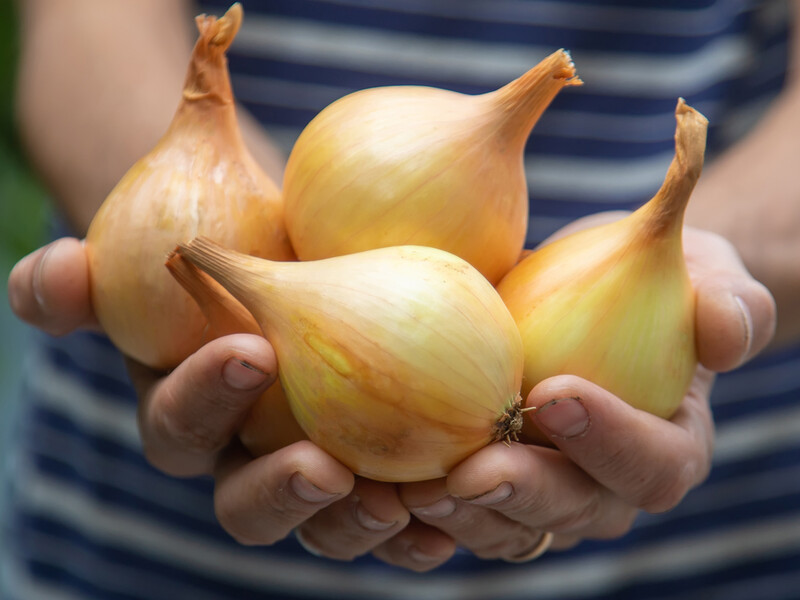 Сделайте это с севком лука перед посадкой, чтобы получить рекордный урожай