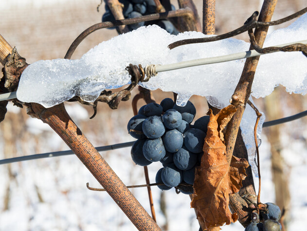 Зробіть це в березні – і зберете щедрий урожай якісного винограду восени. Головні етапи догляду