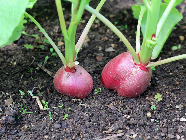 Эти три сорта редиса дадут хороший и ранний урожай. Советы и лайфхаки от огородников