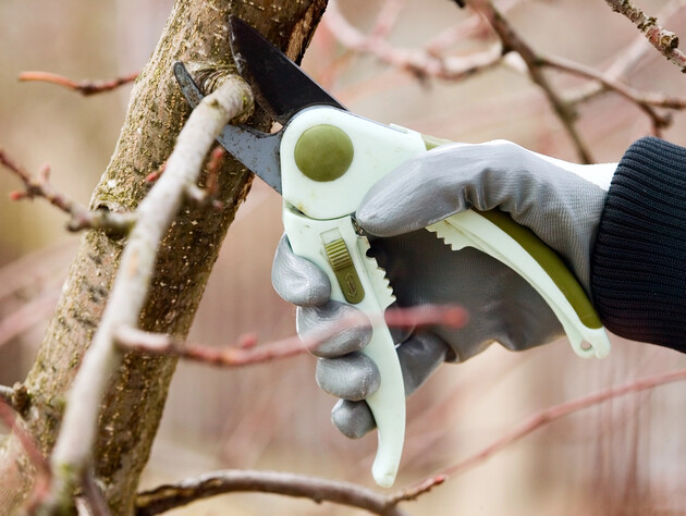 Садоводы рассказали, какие ветки нужно срезать во время весенней обрезки сада. Схема