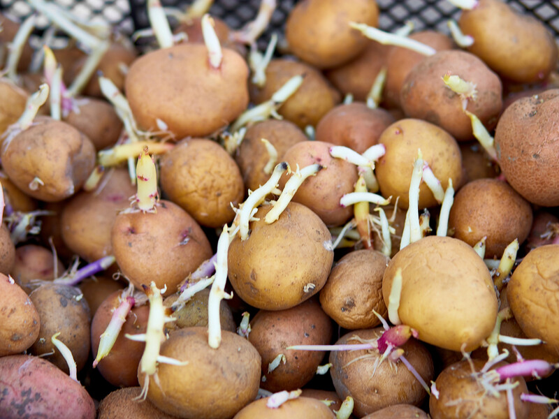 Что делать с картофелем, покрывшимся длинными побегами