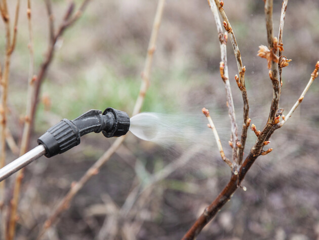 Растворите это в воде – и перезимовавшие в коре вредители погибнут. Схема обработки сада ранней весной 