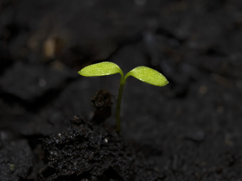 Зробіть це зі звичайною водою – і чорна ніжка на розсаді не знищить рослин