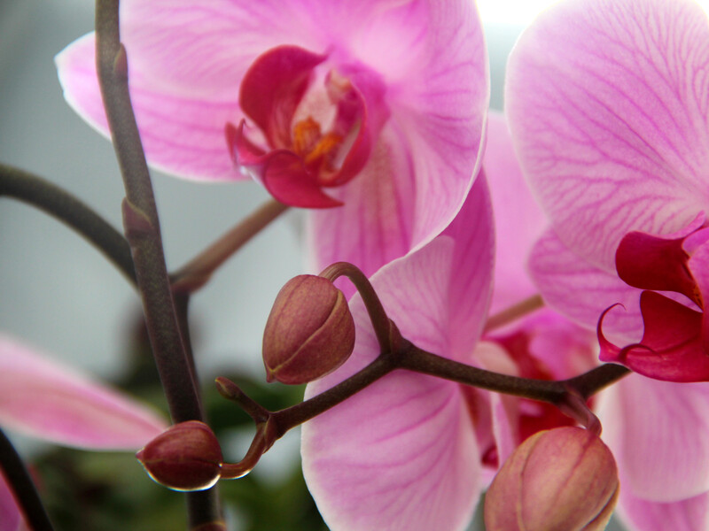 Поливайте этим орхидею два раза в месяц – и она начнет активно формировать новые цветоносы. Рецепт