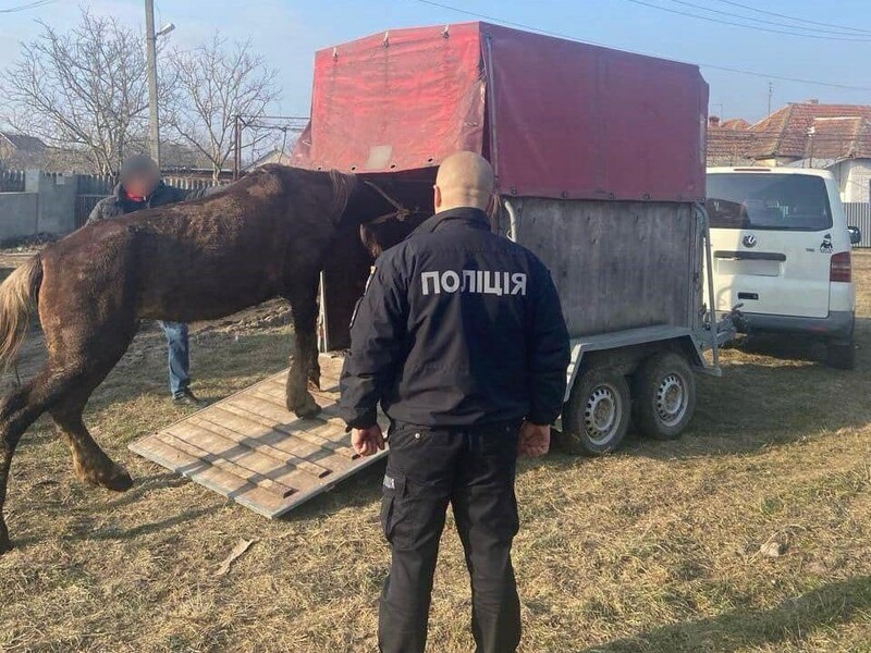 Жителю Закарпатской области, который бил коня, грозит до пяти лет тюрьмы