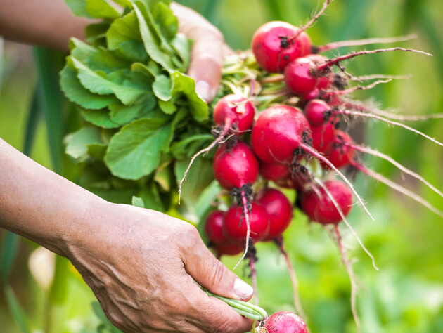 Воспользуйтесь этим советом – и редис вырастет крупным, сладким и сочным