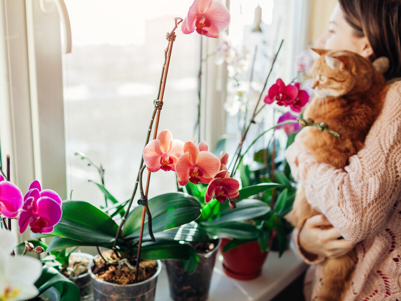 Смешайте это с медом – и орхидея сможет формировать новые цветоносы. Рецепт подкормки без химии