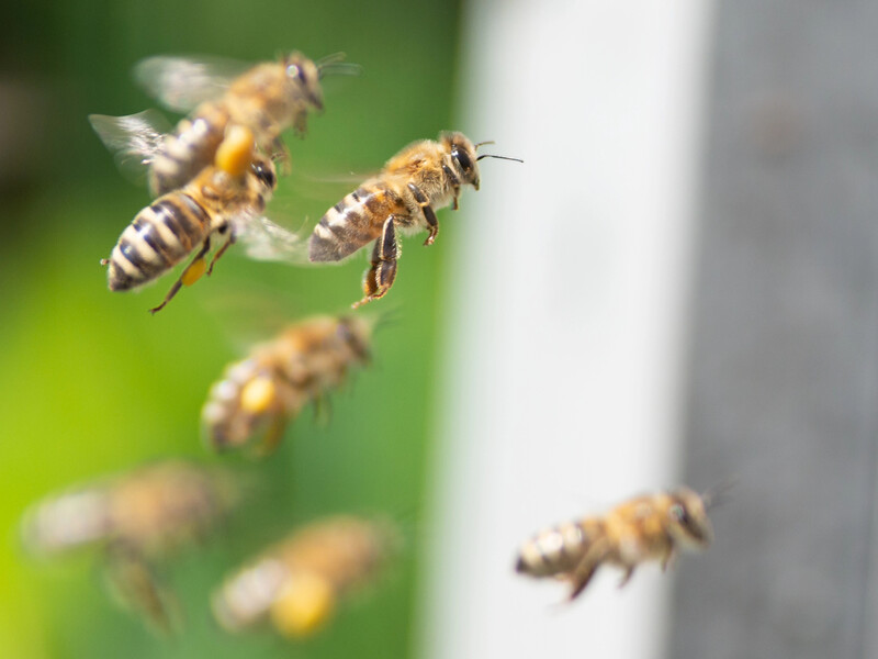 Українські піхотинці в Донецькій області застосували проти російських окупантів "бойових" бджіл. Відео