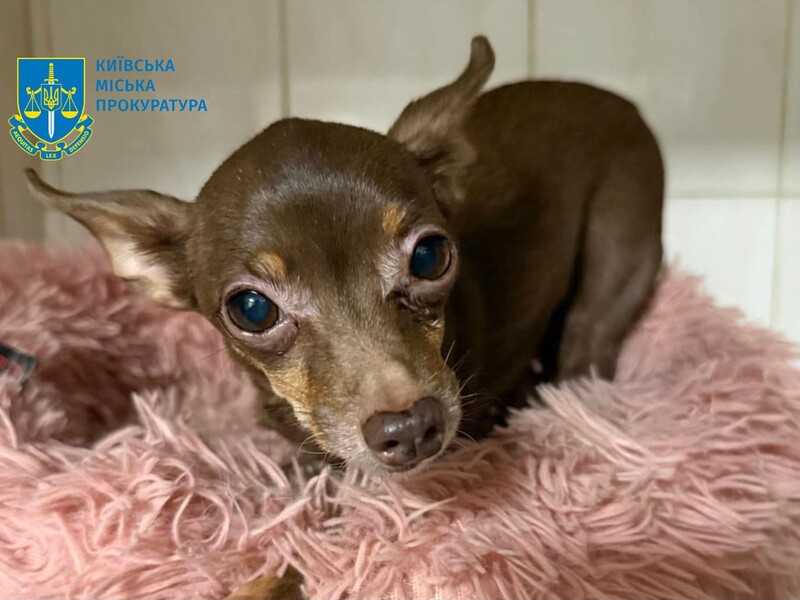 В Киеве мужчина избивал собственную собаку и заставлял ее есть фекалии на глазах у восьмилетней дочери – городская прокуратура