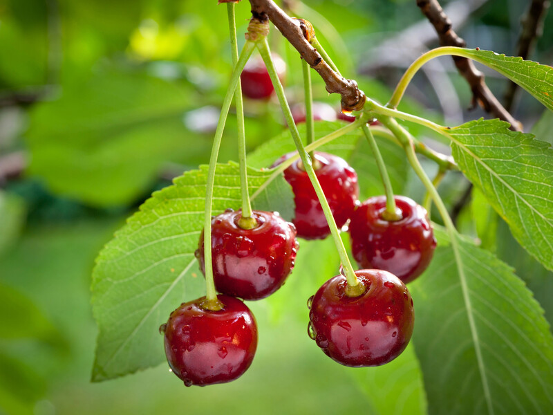 Закопайте це напровесні в саду – і вишня буде солодкою й великою. Рецепт підживлення без хімії