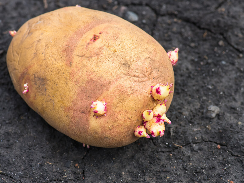 Ці три дії потрібні перед саджанням картоплі