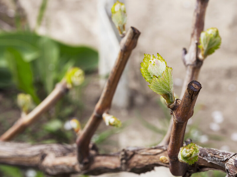 Обработайте весной виноградную лозу этим раствором, чтобы защитить от вредителей