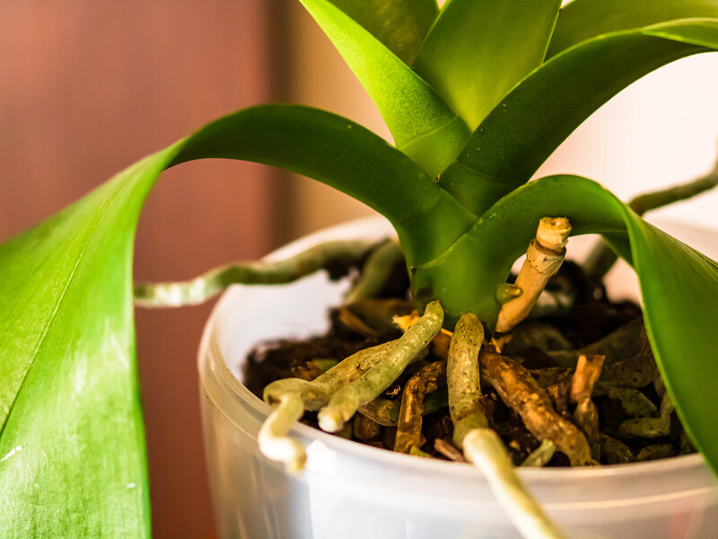 Настаивайте это 12 часов – и орхидея начнет активно цвести и развиваться. Рецепт эффективной подкормки