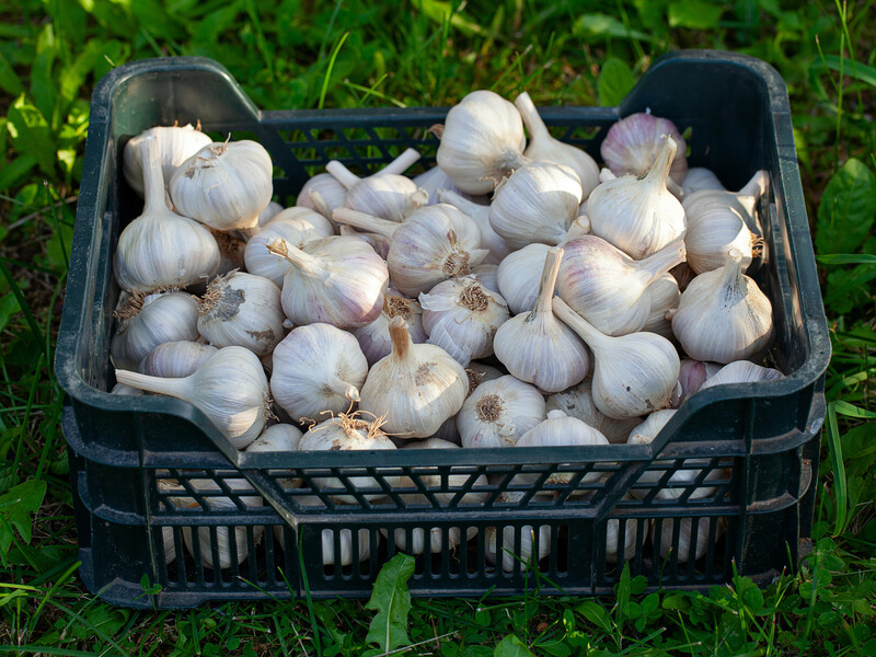 Зробіть ці три підживлення – і ви гарантовано отримаєте великий урожай часнику