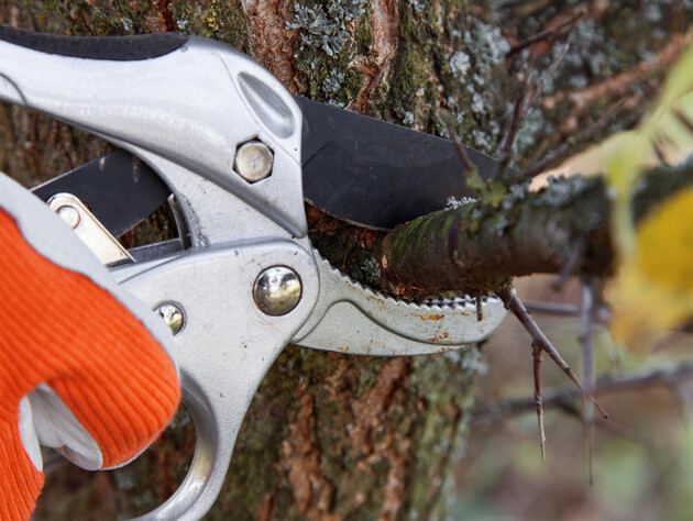 Українська садівниця пояснила, чи можна обрізати дерева, якщо вже почався сокорух