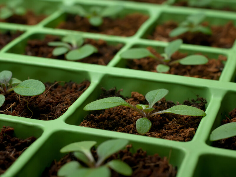 Посипте цим землю – і біла цвіль не зашкодить розсаді розвиватися. Лайфхаки