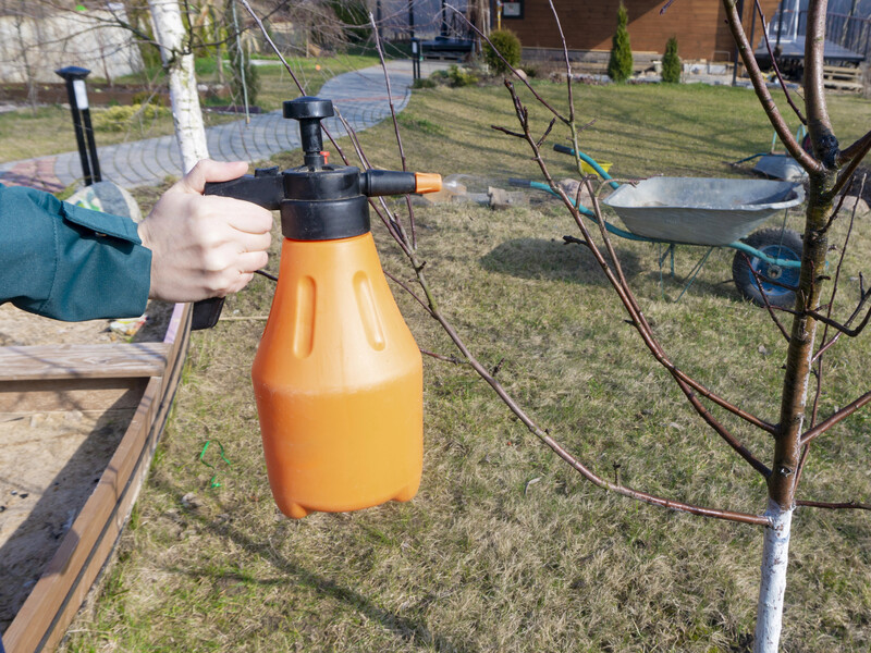 Успейте сделать это до распускания почек. Садовод рассказал, чем в марте защитить сад от вредителей