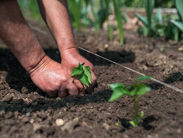 Добавьте в воду эти три таблетки – и соберете рекордный урожай. Рецепт секретной подкормки рассады 