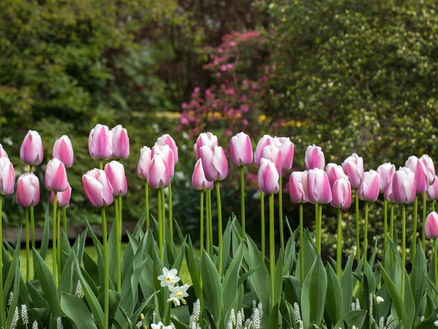 В марте подкормите тюльпаны этим удобрением – и они долго будут радовать ярким цветением
