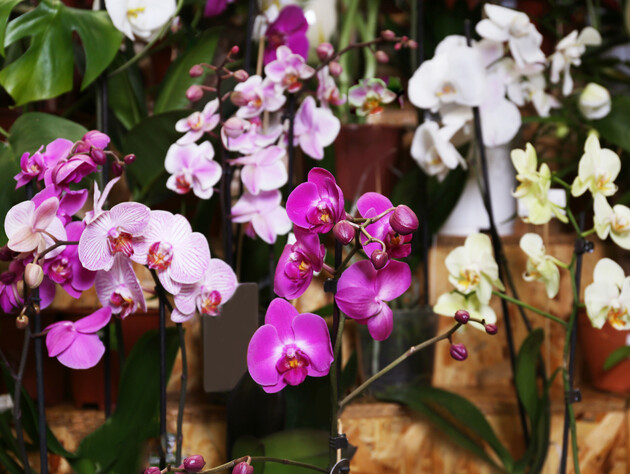 Эти простые действия заставят орхидею цвести. Советы цветоводов