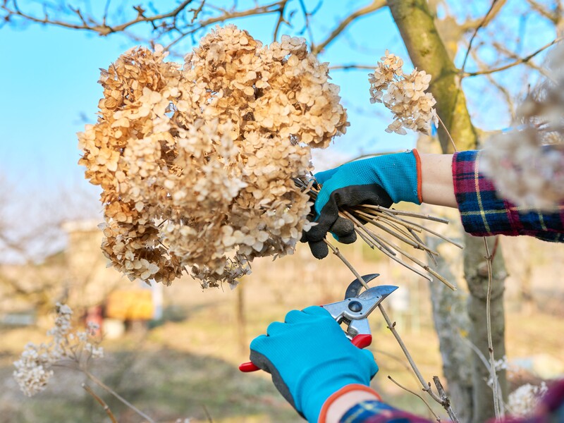 Оставьте на гортензии только эти ветки и почки. Как формировать куст для обильного цветения