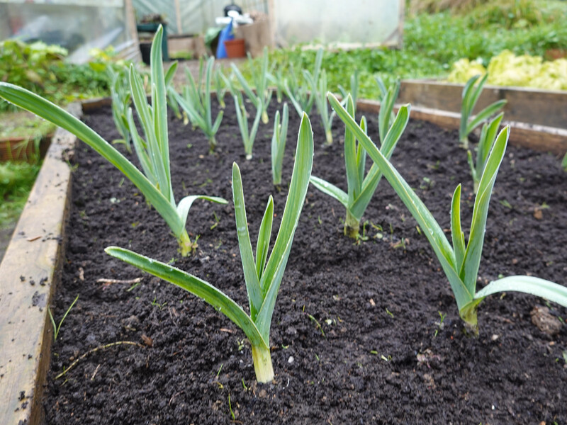 Сделайте это рядом с чесноком – и головки увеличатся в несколько раз. Лайфхак с вилами