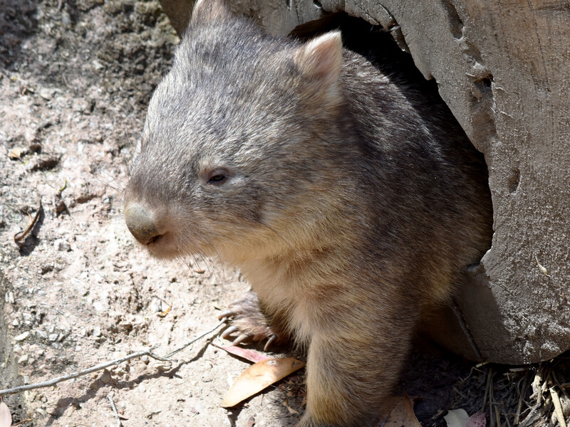 Американка 