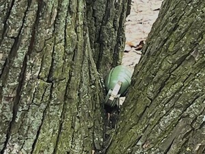 В Киеве нашли гранату в дереве. Фото