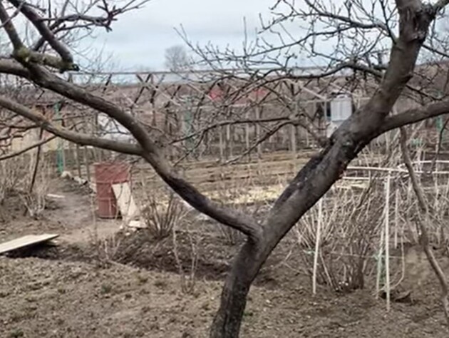 Если увидели на коре эти пятна – срочно реагируйте. Садовод рассказал, как спасти сад от черного рака