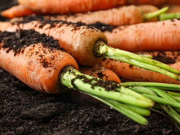Якщо ви зробите ці помилки, морква виросте кривою