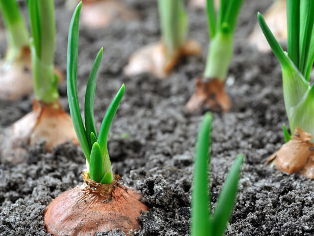 Чтобы лук вырос крупным и его было много – добавьте в лунки при посадке это средство