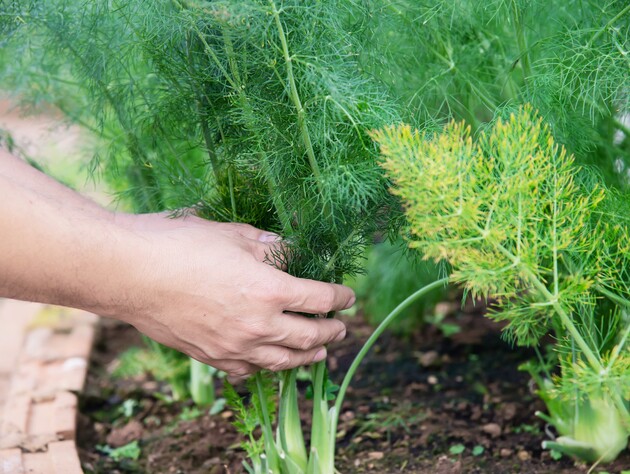Как вырастить густой темно-зеленый укроп. Поможет обычная водка