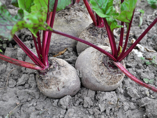Посадите свеклу рядом с этими культурами – и соберете щедрый урожай сладких корнеплодов