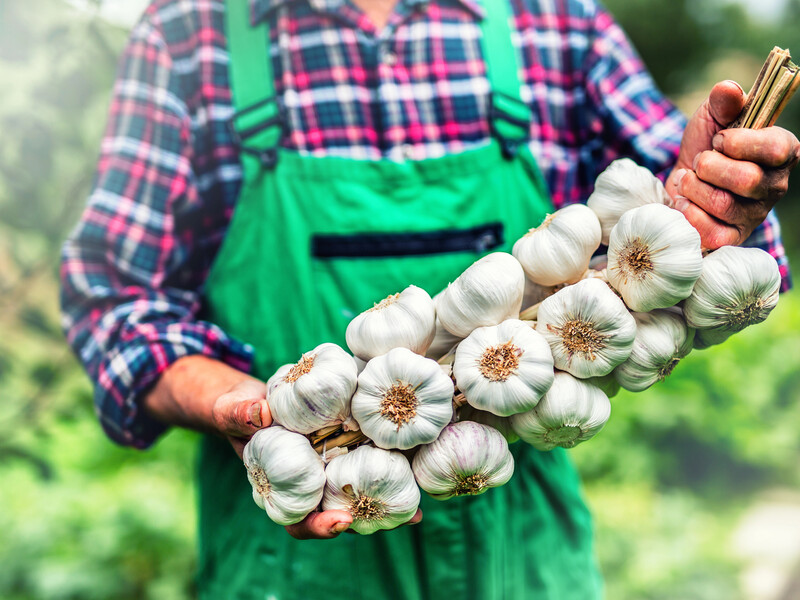 Какие удобрения любит чеснок. Шпаргалка на сезон