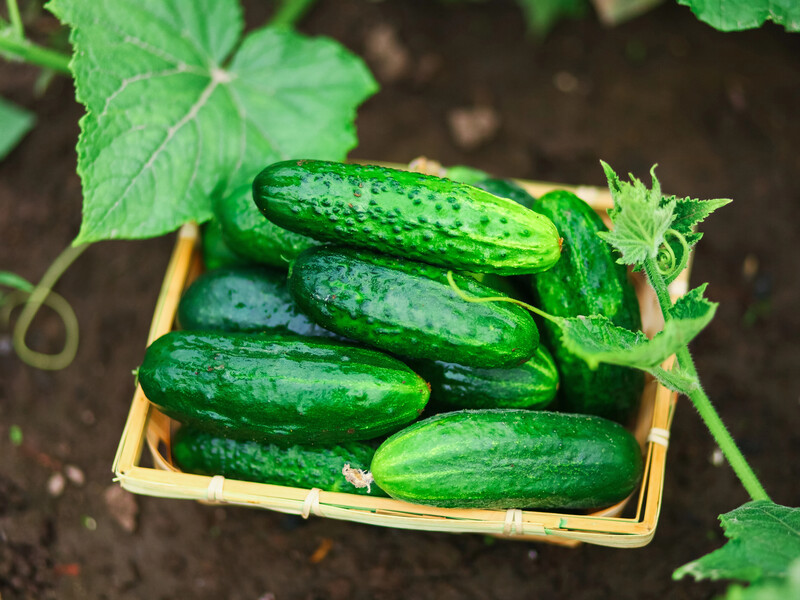 Посадите эти культуры рядом с огурцами, чтобы значительно улучшить урожай