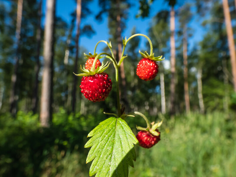 Даже в тени можно собрать урожай – эти культуры дают зелень, овощи и ягоды на затененных участках