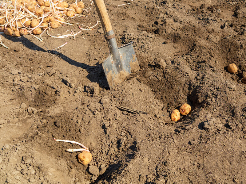 Обробіть цим картоплю за кілька годин перед саджанням – і на ділянці не буде шкідників і бур'янів